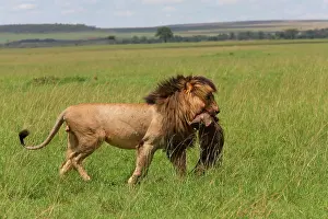 Warthog: Lion (Panthera leo), Scarface with Warthog, Masai