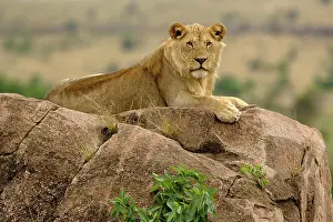 Lincoln: Lion, Panthera leo, Serengeti National Park