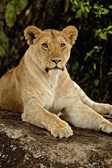 Lincoln: Lion, Panthera leo, Serengeti National Park