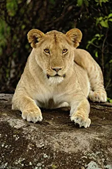 Lincoln: Lion, Panthera leo, Serengeti National Park