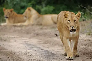 Lionesses: Lion (panthera leo). South Africa