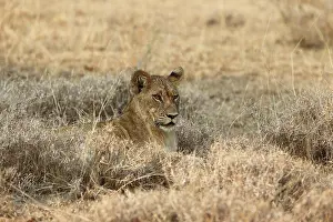 Elizabeth: Lion