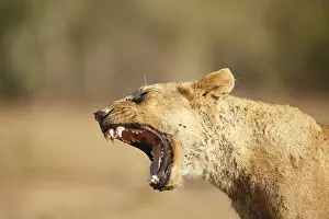 Mpumalanga: Lion (Panthera leo) sub-adult yawning, South Af