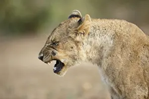 Mpumalanga: Lion (Panthera leo) sub-adult yawning, South Af