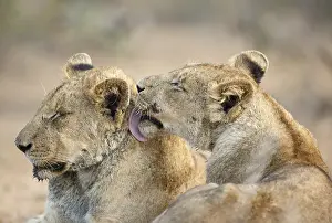 Bonding: Lion (Panthera leo) sub-adults grooming, South