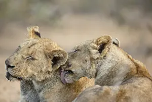 Bonding: Lion (Panthera leo) sub-adults grooming, South