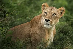 Tsavo: Lion (Panthera leo), Sweet look of a lioness, Tsavo