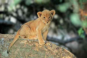 Tswalu: Lion (Panthera leo vernayi), young animal sitting