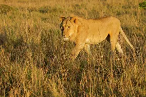 Predate: Lion