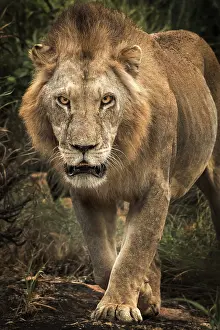 Tsavo: Lion (Panthera leo) walking straight to the camera