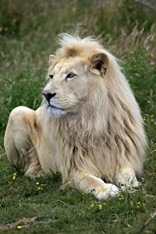 Relaxing: Lion (Panthera leo), White Form, adult male, Africa