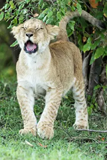 Fatigue: Lion (Panthera leo), yawning cub, Masai-Mara Reserve