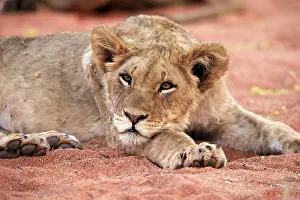 Tswalu: Lion (Panthera leo), young, alert, resting, portrait
