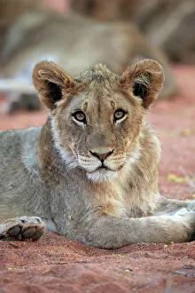 Tswalu: Lion (Panthera leo), young, alert, resting, portrait