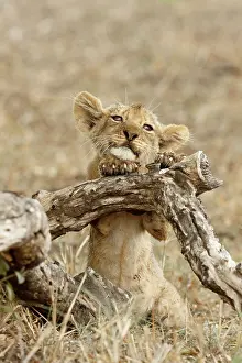 Transborder: Lion (Panthera leo) young cub, Kruger NP, South