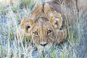 Nxai: Lion (Panthera leo) Young lion lying in the grass