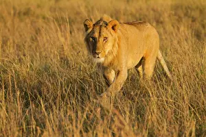 Predate: Lion