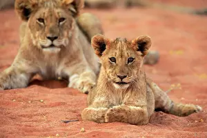 Tswalu: Lion (Panthera leo), young, resting, alert, group
