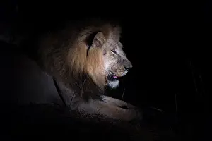 Bushveld: Lion