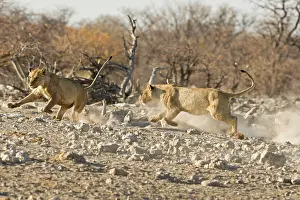 Playfully: Lion - Playfully chasing each other