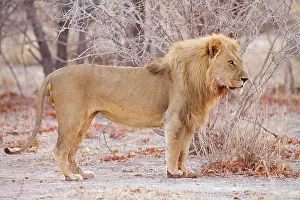 Portait: Lion - Portait of a pride male