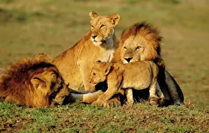 Prides: Lion - Pride