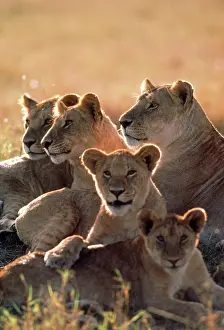 Prides: Lion - pride