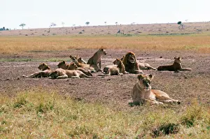 Prides: LION PRIDE