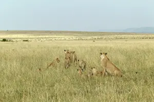 Massai: Lion - pride of female & young