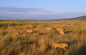 Returning: LION PRIDE - females and cubs, returning to territory