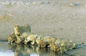 Subadults: Lion - a pride of females and subadults drinking