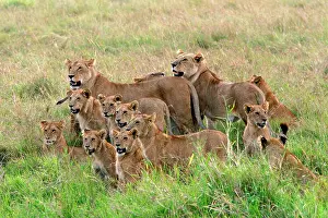 Familes: Lion - Pride of lions