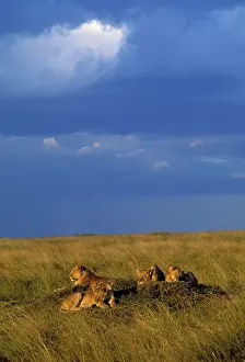 Prides: Lion - pride resting on mound