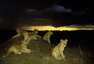 Prides: Lion - pride resting on mound at night