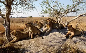 Prides: LION - pride scanning for prey from termite mound