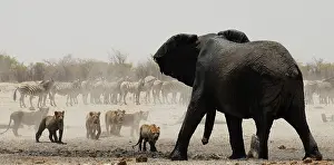 Beasts: Lion, the proverbial king of beasts, even in group, when fac