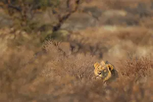 311017: Lion - resting male in the first light of the morning