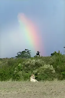 Massai: Lion - resting with rainbow behind