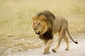 Pursuing: Lion - on road pursuing rival from territory