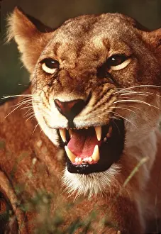 Jaws: LION - single lioness / female