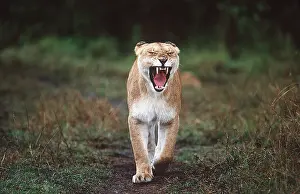 Fangs: LION - single lioness / female