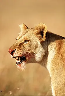 Ferrero Labat: LION - single lioness / female with blood on face