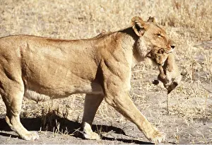 Lionesses: LION - single lioness / female carrying cub by nape