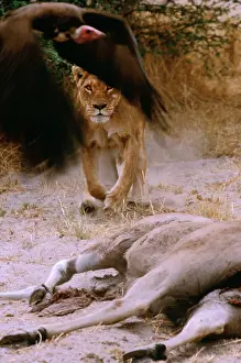 Eland: LION - single lioness / female chases hooded vulture