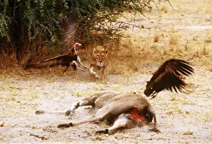 Chasing: LION - single lioness / female chasing hooded vultures
