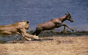 Chasing: Lion - single lioness / female chasing Tsessebe