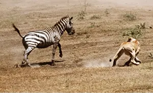 Alyssa Giustozzi: LION - single lioness / female chasing zebra in