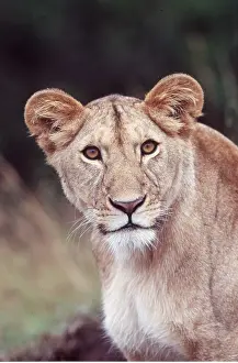 Staring: LION - single lioness / female close-up of head
