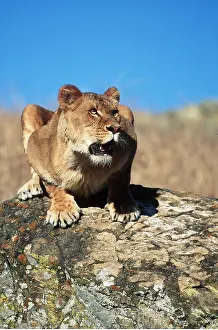 Crouching: LION - single lioness / female crouching on rock