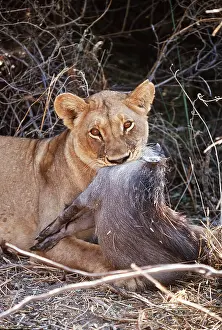 Biting: LION - single lioness / female with dead warthog